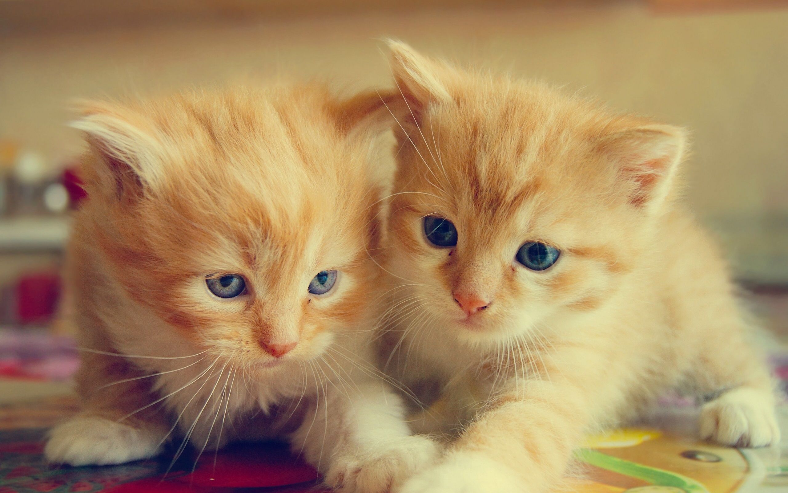 Wallpaper Furry kittens, two cats 2560x1600 HD Picture, Image