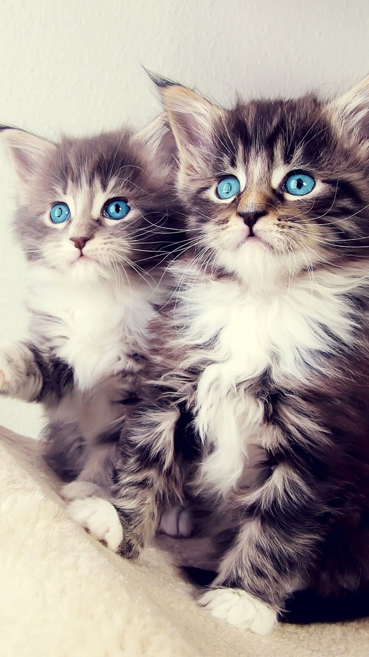 Cute Cats HD Wallpaper for iPhone 6