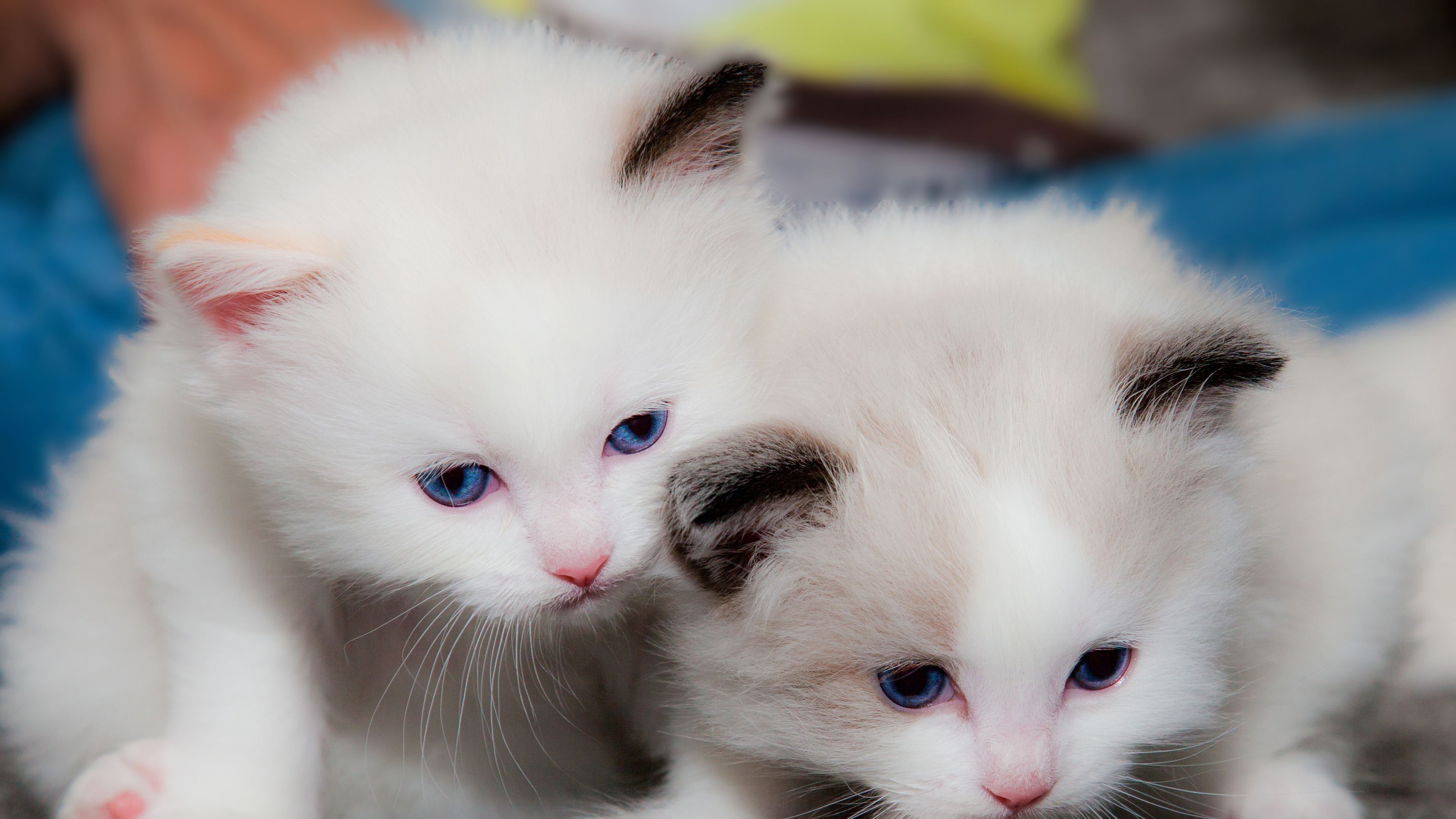 Two Cute White Cats Are Looking Down 4K HD Kitten Wallpaper