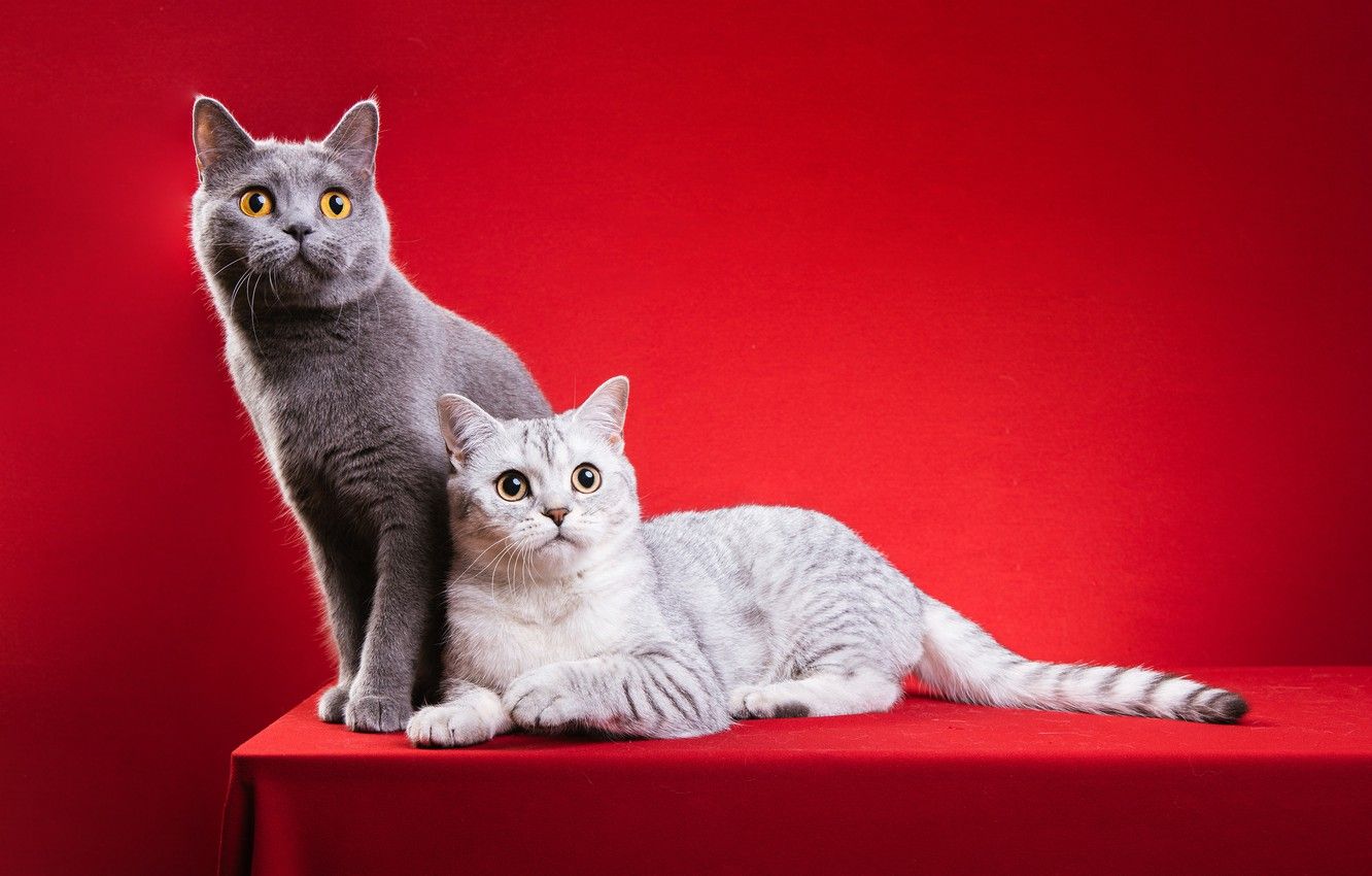 Wallpaper cat, cat, cats, pose, two, pair, beads, decoration, grey, a couple, red background, photohoot, British, fotomodeli, two cats image for desktop, section кошки