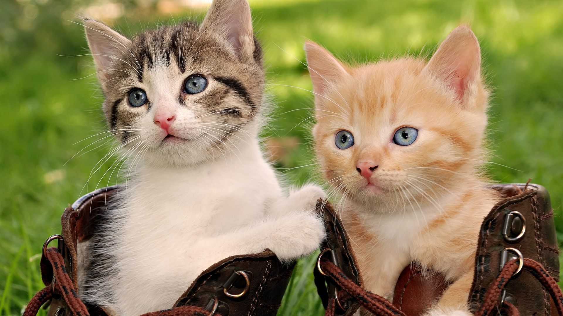 Two kittens in the shoes. Baby cats, Kittens cutest, Beautiful cats