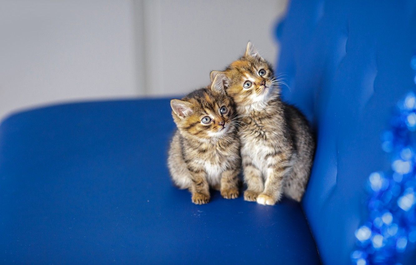 Wallpaper cat, look, blue, kitty, background, sofa, muzzle, kittens, cute, kitty, kids, a couple, two, motley, two kittens, cute image for desktop, section кошки