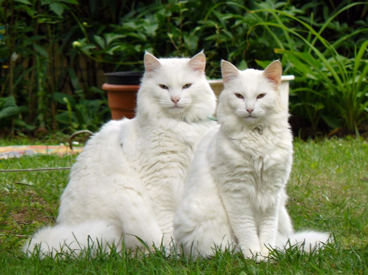 Two Norwegian Forest Cats photo and wallpaper. Beautiful Two Norwegian Forest Cats picture