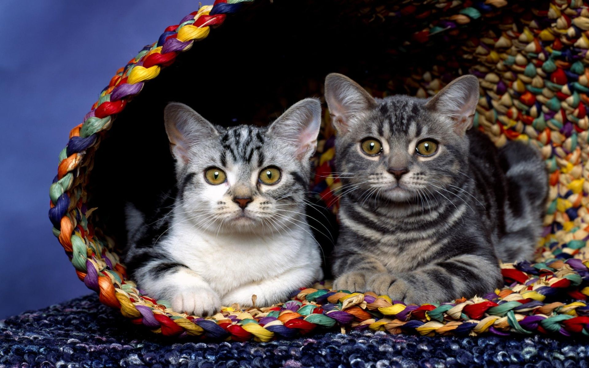 Cats in basket wallpaper. Cats in basket