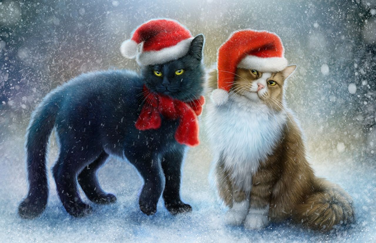 Wallpaper Cats Christmas Two Winter hat Pictorial art animal