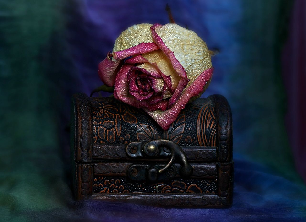 Desktop Wallpaper Treasure chest coffer rose Petals Drops Closeup