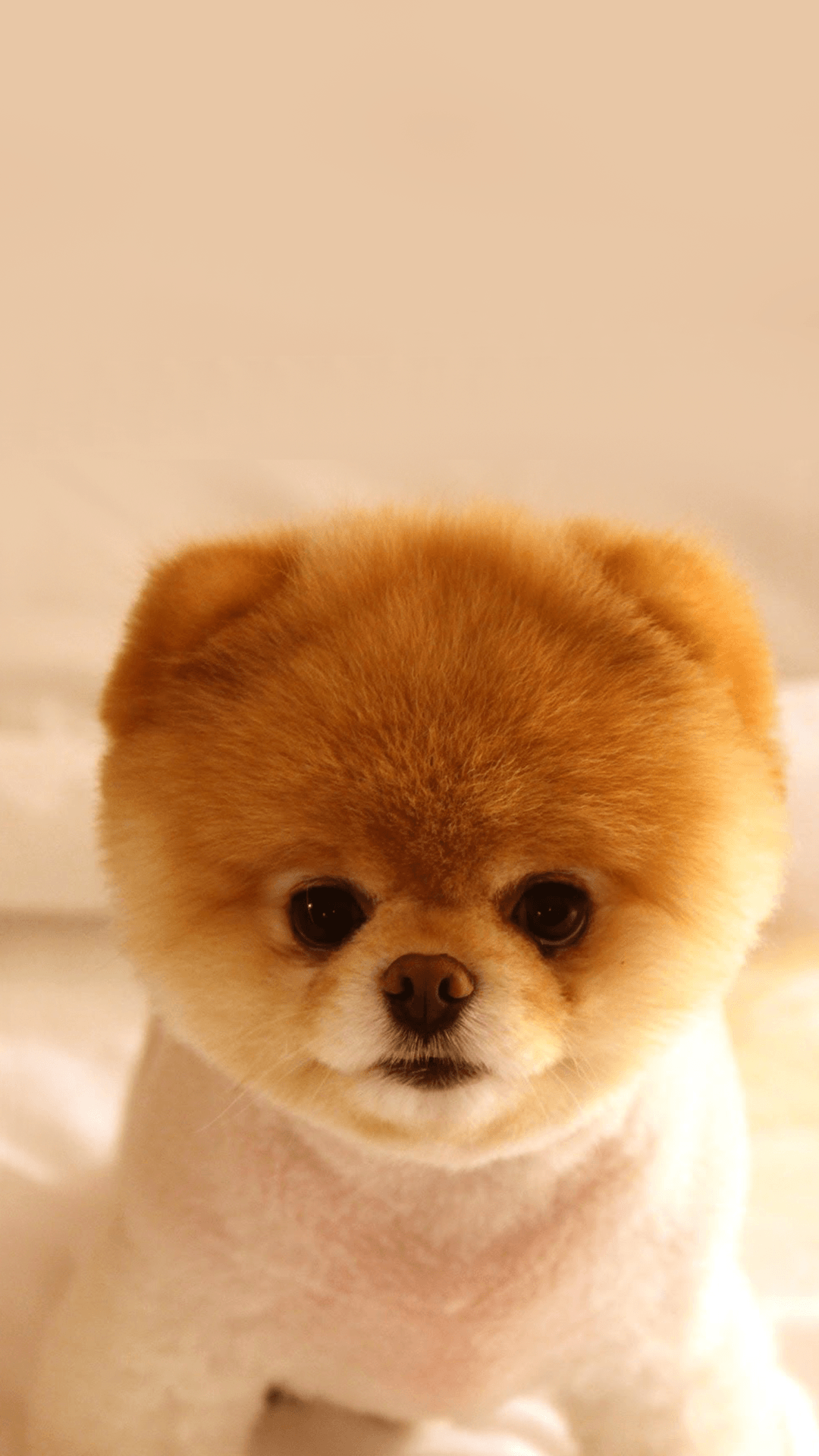 Tình yêu động vật qua 555+ wallpaper iphone cute dog Đầy đủ các ...