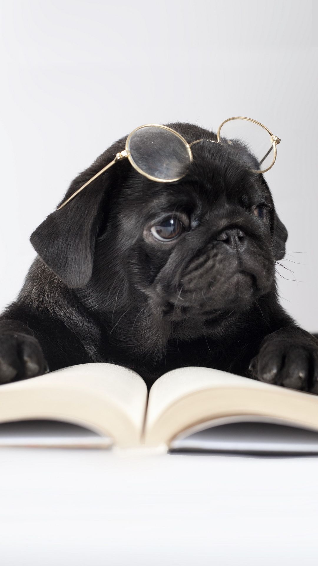 Cute Dog with Book and Glasses iPhone 6S Plus Wallpaper​-Quality Image and Transparent PNG Free Clipart