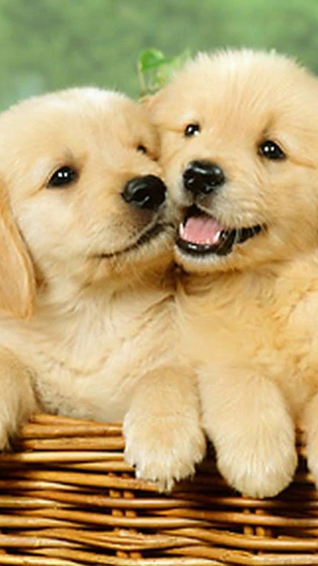 Cute Dog iPhone Wallpaper