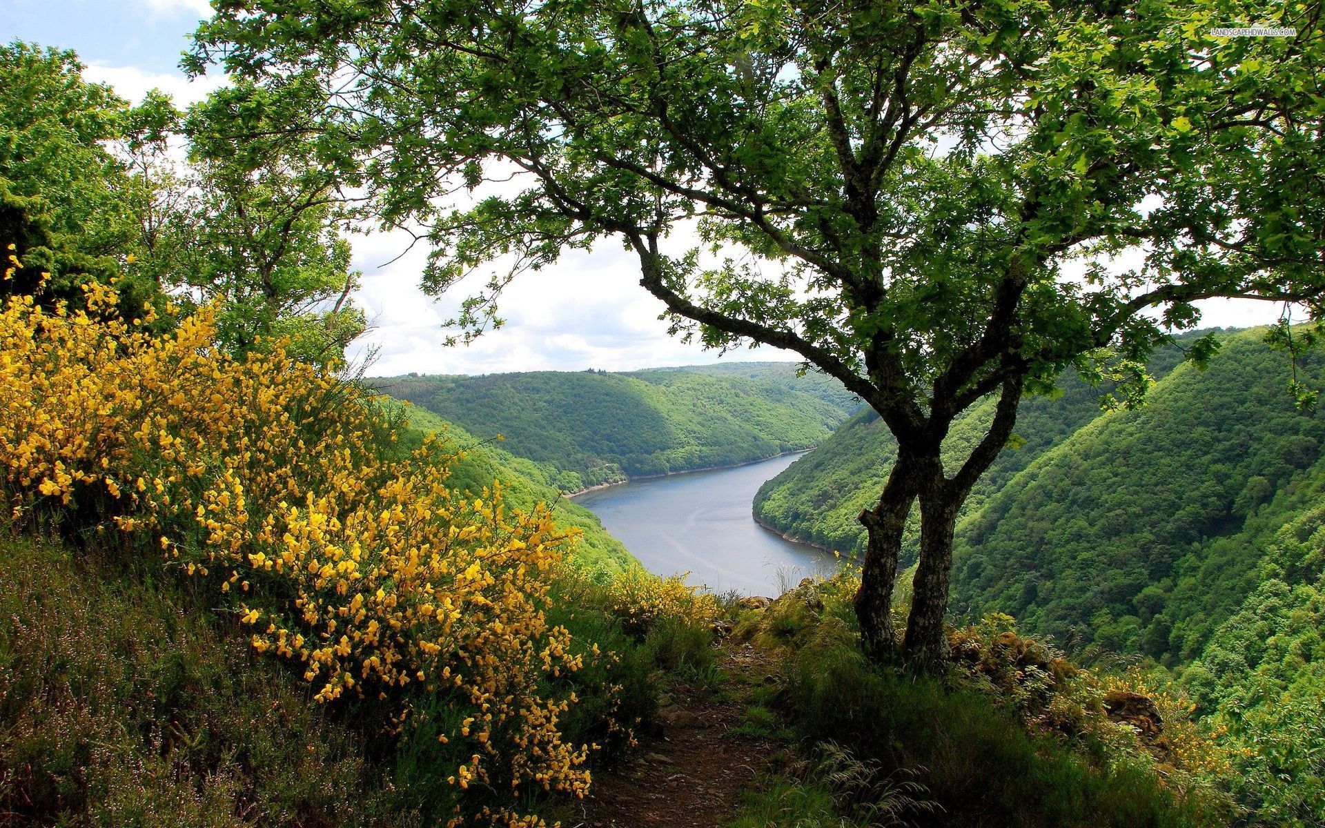 River Forest Tree Plants View wallpaper. River Forest Tree Plants View