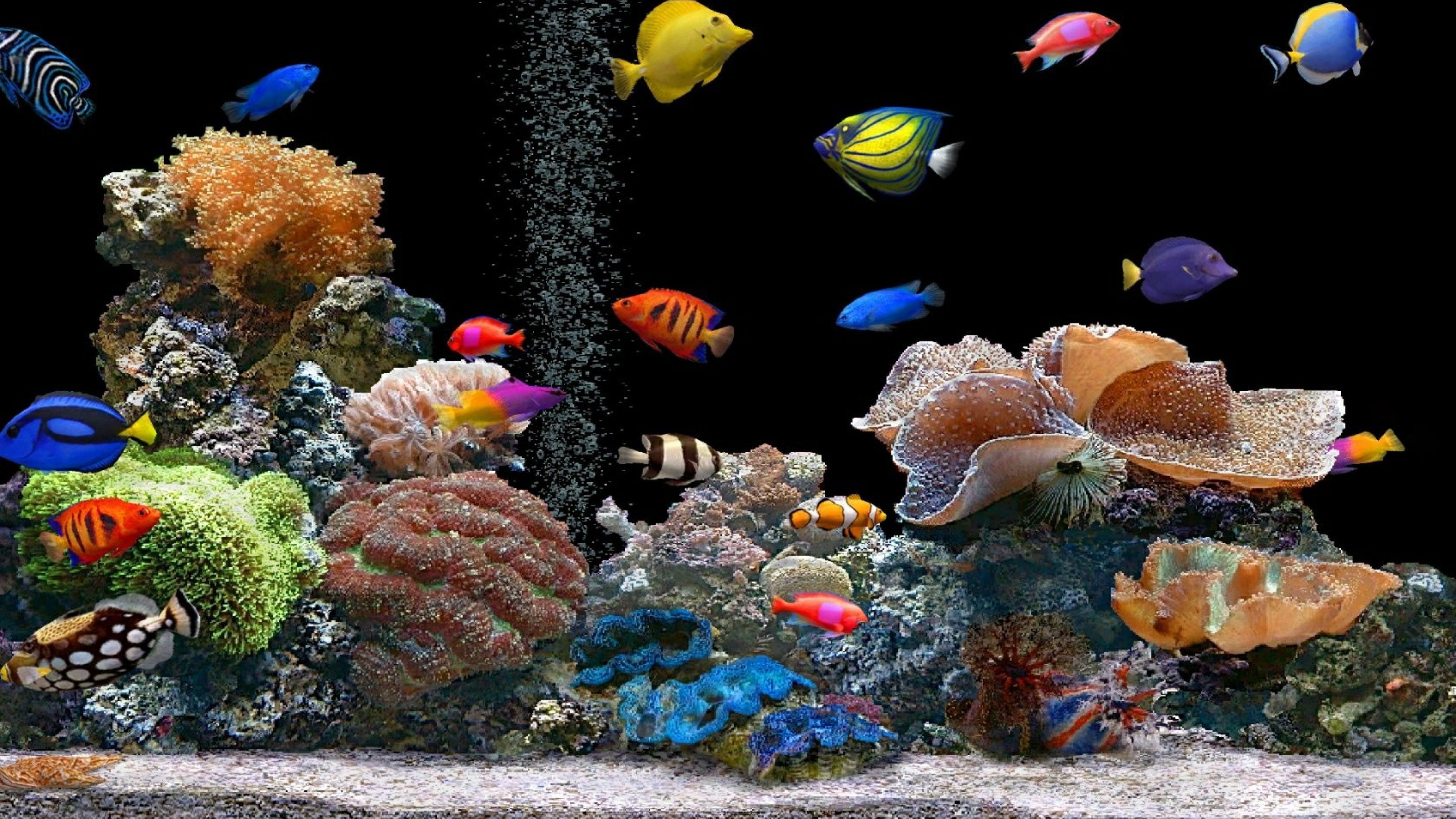 4K Ultra HD Fish Wallpaper Free 4K Ultra HD Fish Background