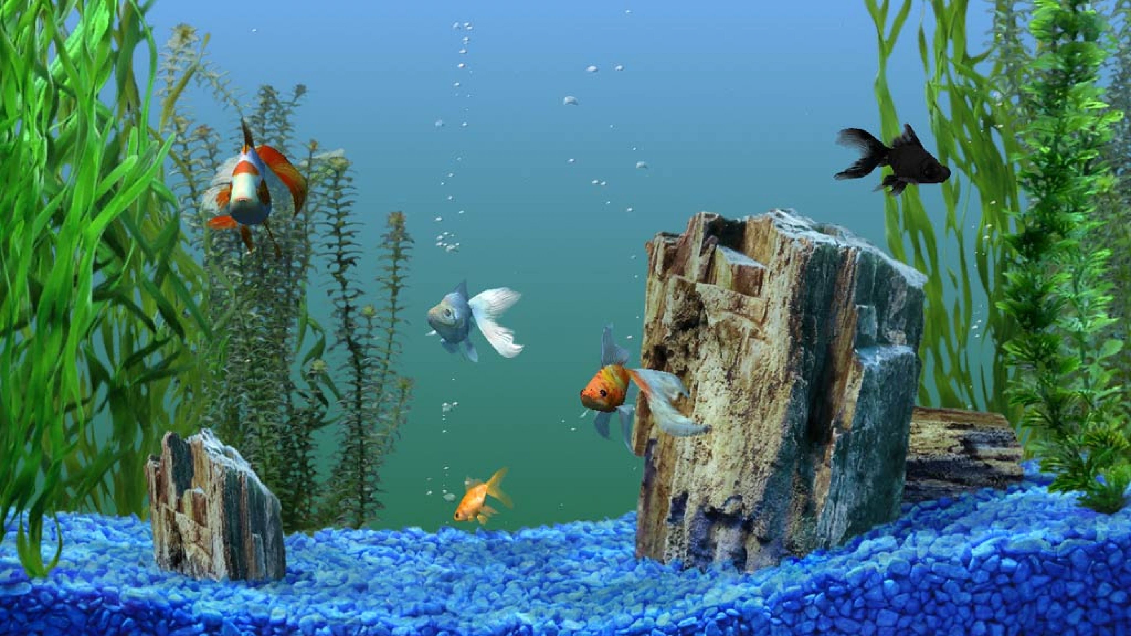 4K Ultra HD Fish Wallpaper Free 4K Ultra HD Fish Background