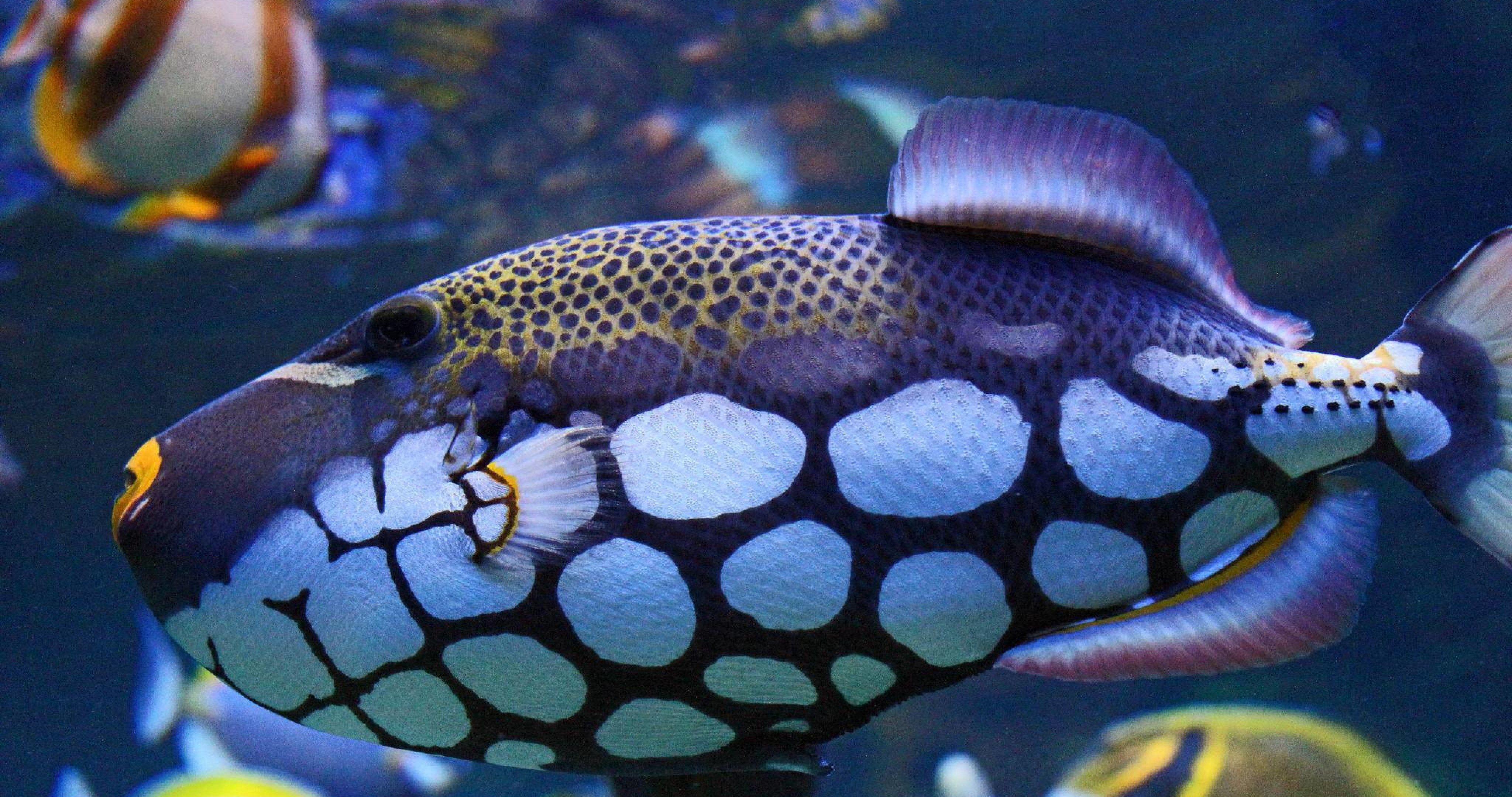 underwater fish wallpaper 4k ultra HD wallpaper. Underwater fish, Photo of fish, Beautiful fish