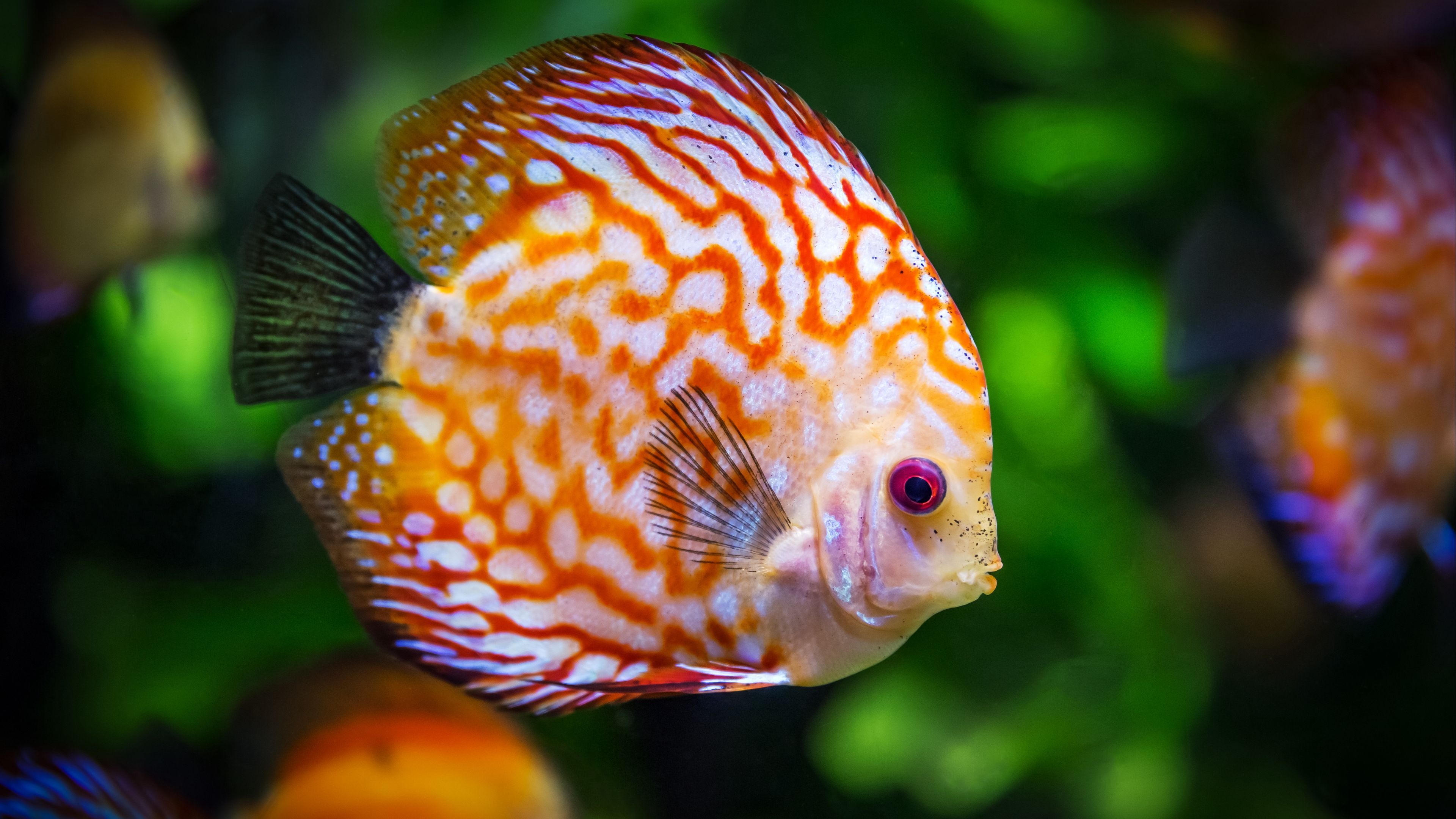 Download wallpaper 3840x2160 discus, fish, color 4k uhd 16:9 HD background