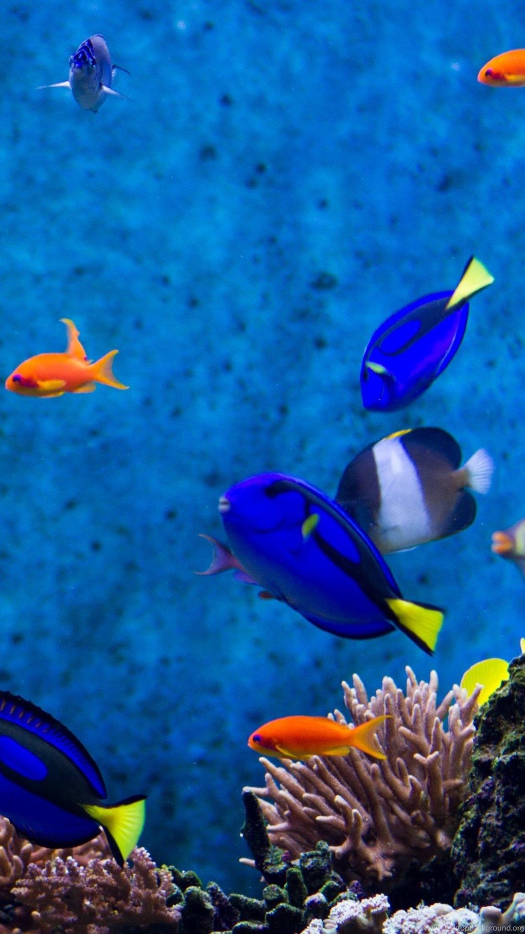 Aquarium Fishes Wallpaper - HD Wallpaper Desktop Background