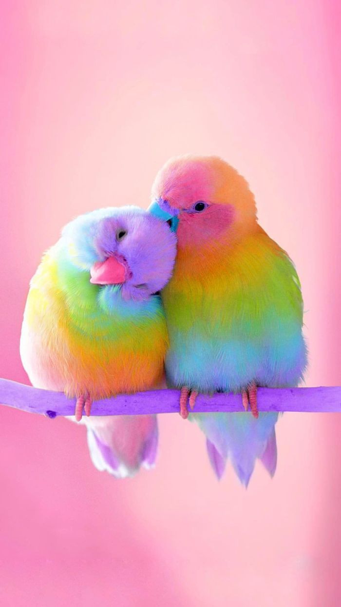for a Colorful and Cute Rainbow Wallpaper