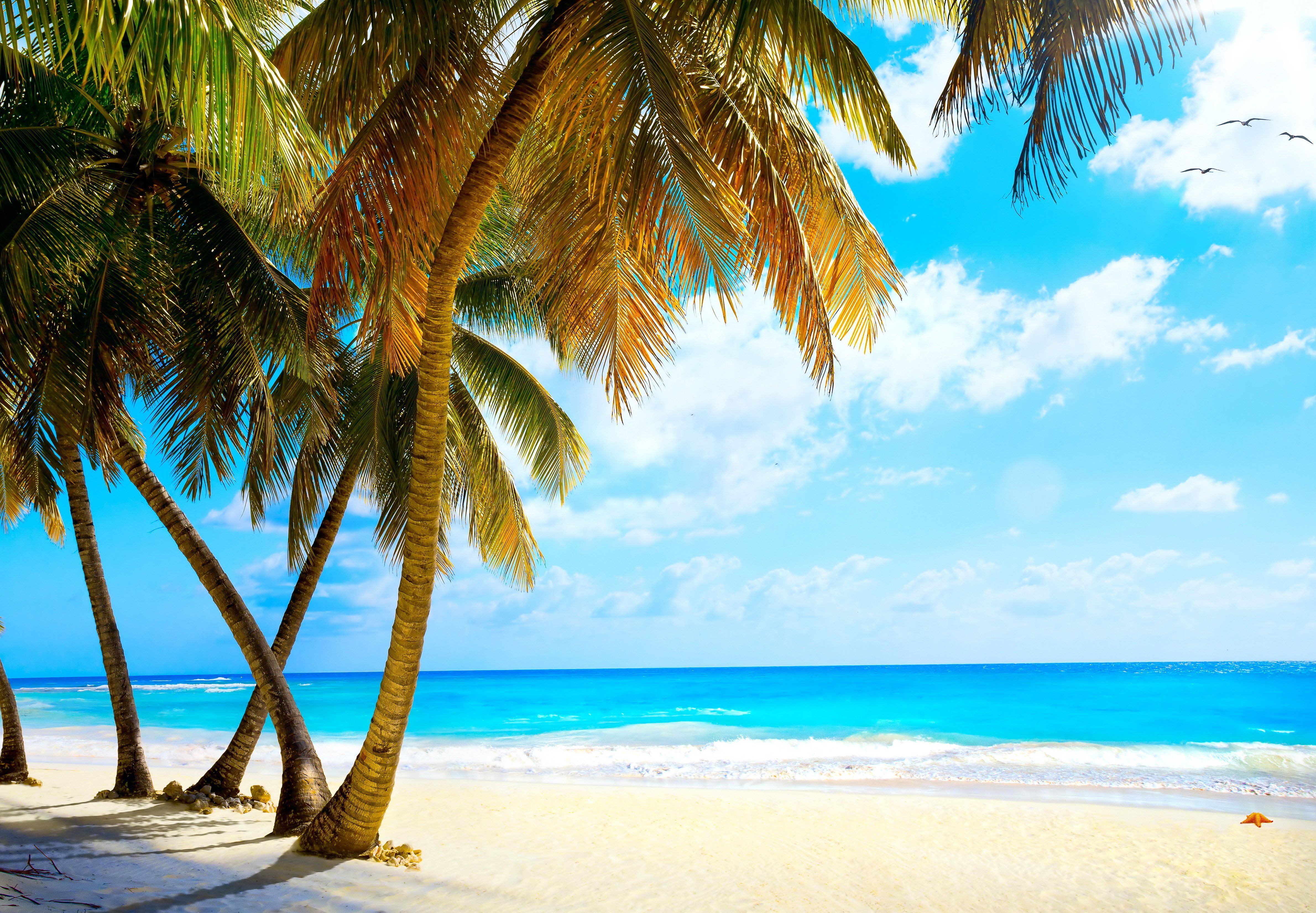 Summer palms vacation tropical sea paradise beach ocean wallpaperx3304