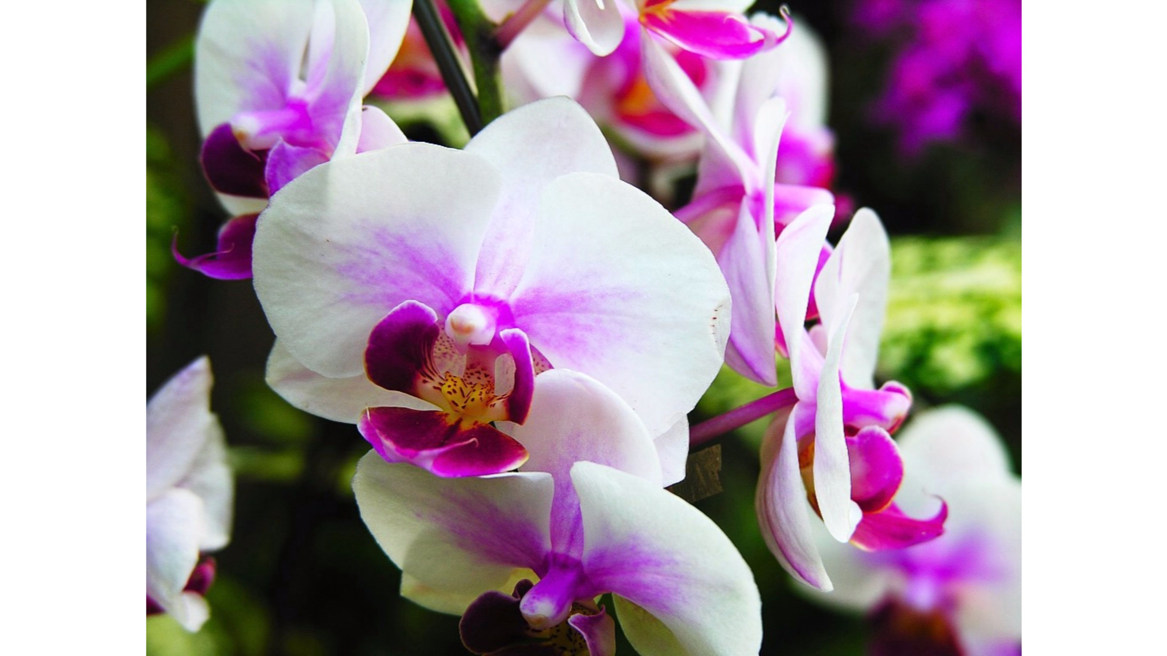 Flowers orchids. Орхидея фаленопсис Вашингтон. Фаленопсис грандифлора Вайт.