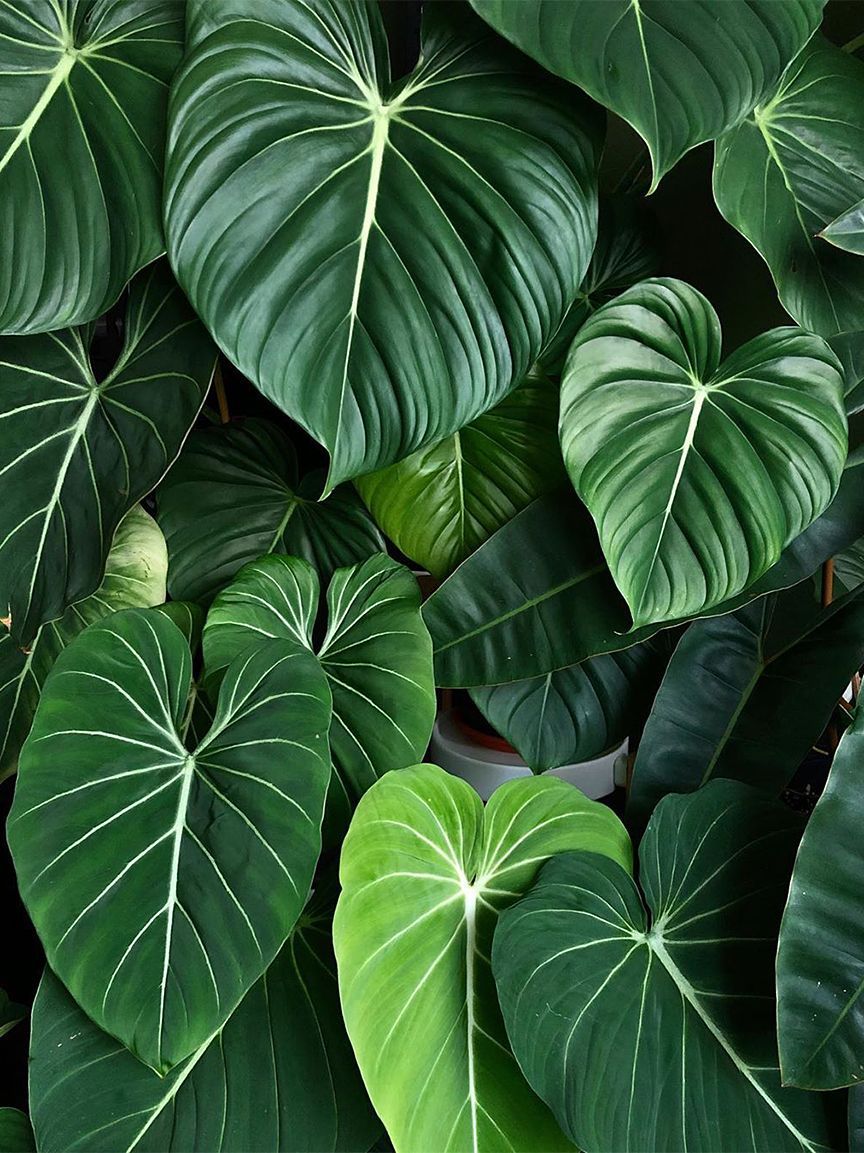 Philodendron Wallpapers - Wallpaper Cave