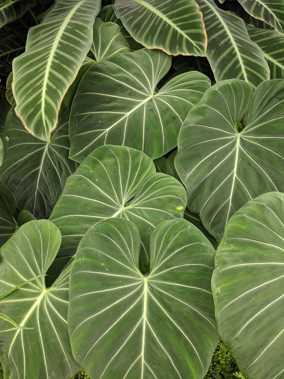 Philodendron Wallpapers - Wallpaper Cave