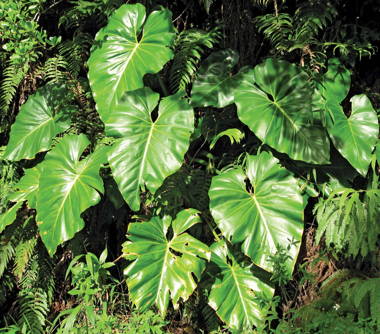 Philodendron Wallpapers Wallpaper Cave