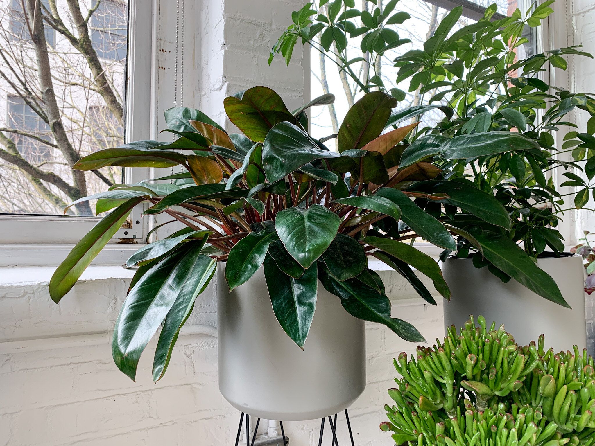 Philodendron Wallpaper