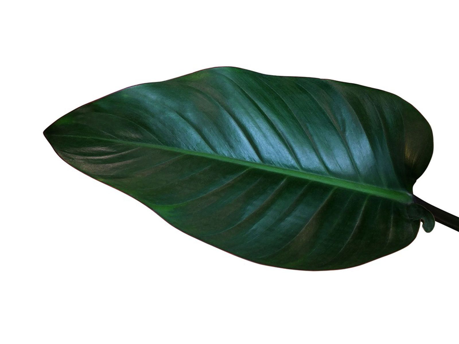 Philodendron Wallpapers - Wallpaper Cave
