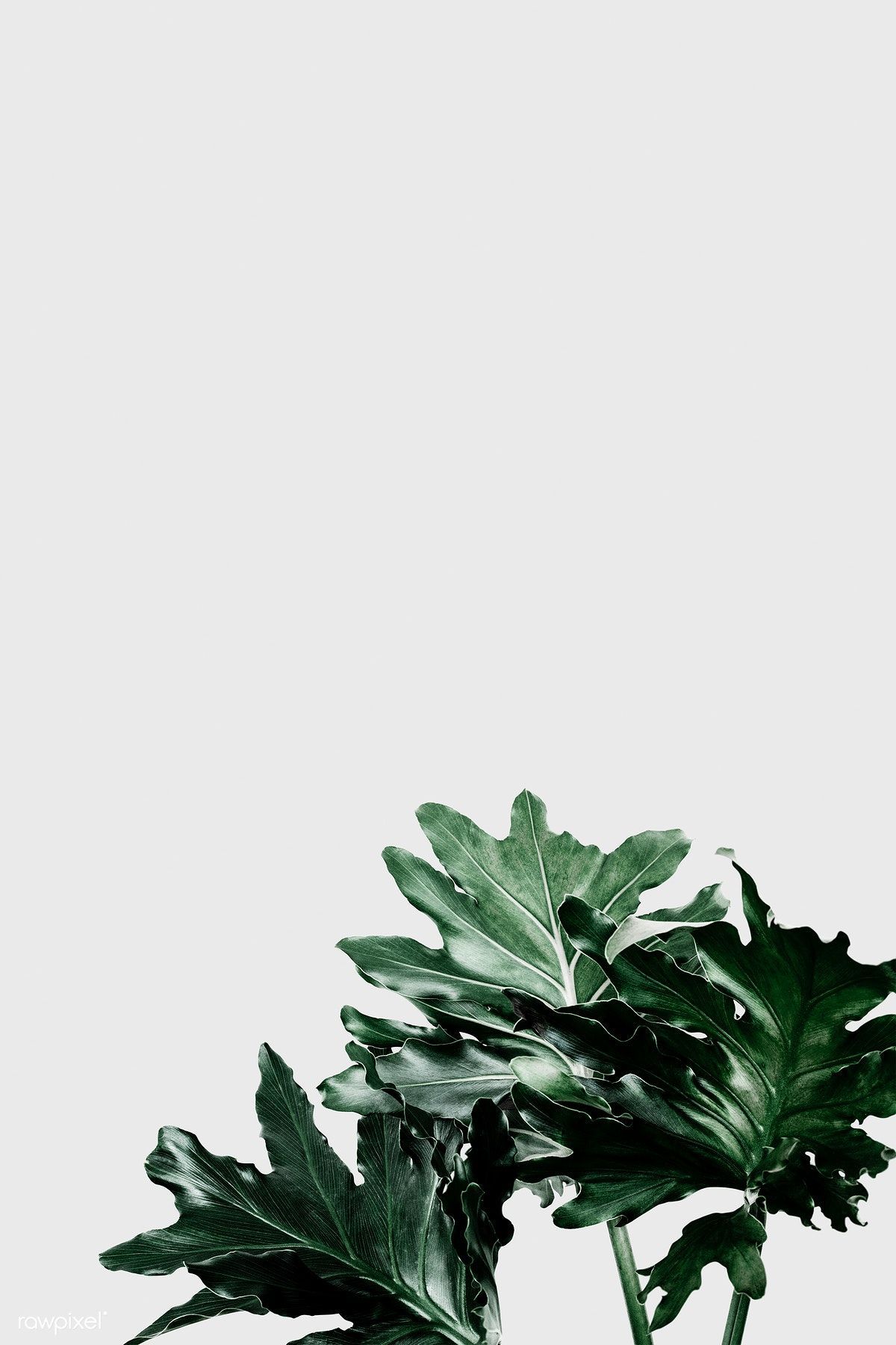 Philodendron Wallpapers Wallpaper Cave