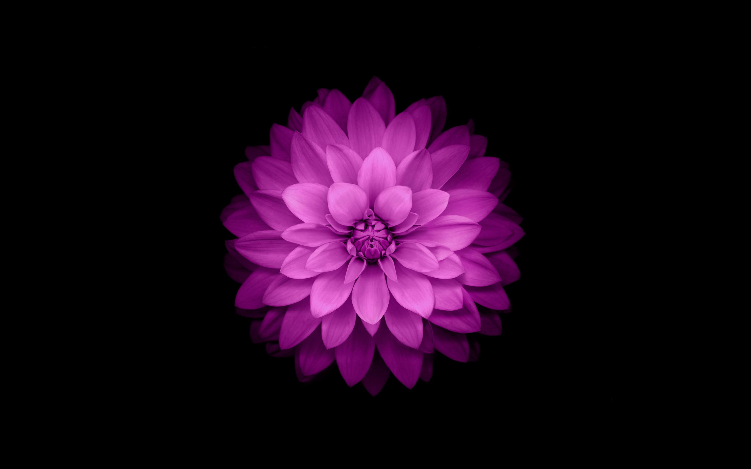 IPhone Flower HD wallpaper