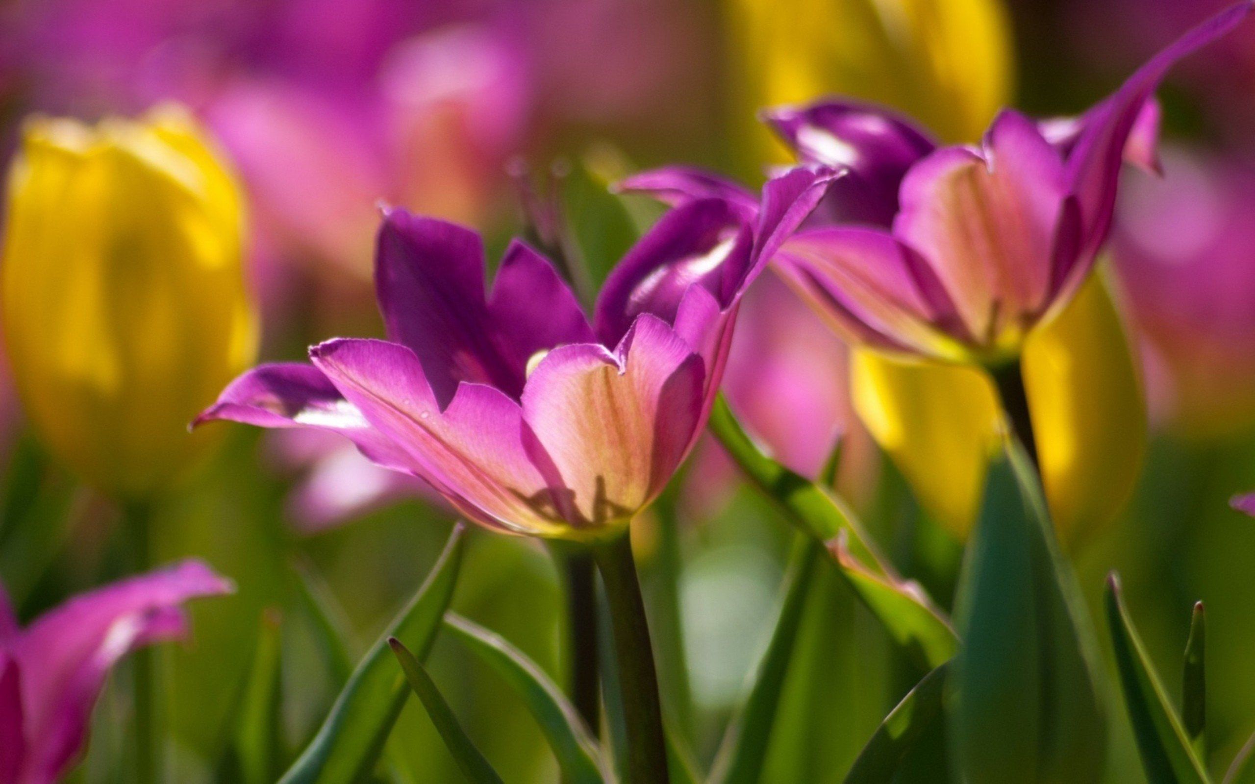 4K Flower Wallpaper