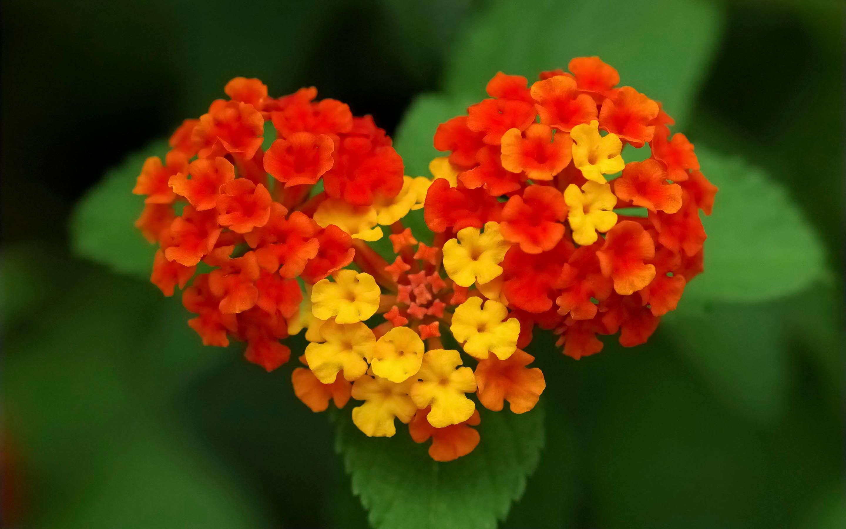 Flowers 4K Wallpaper