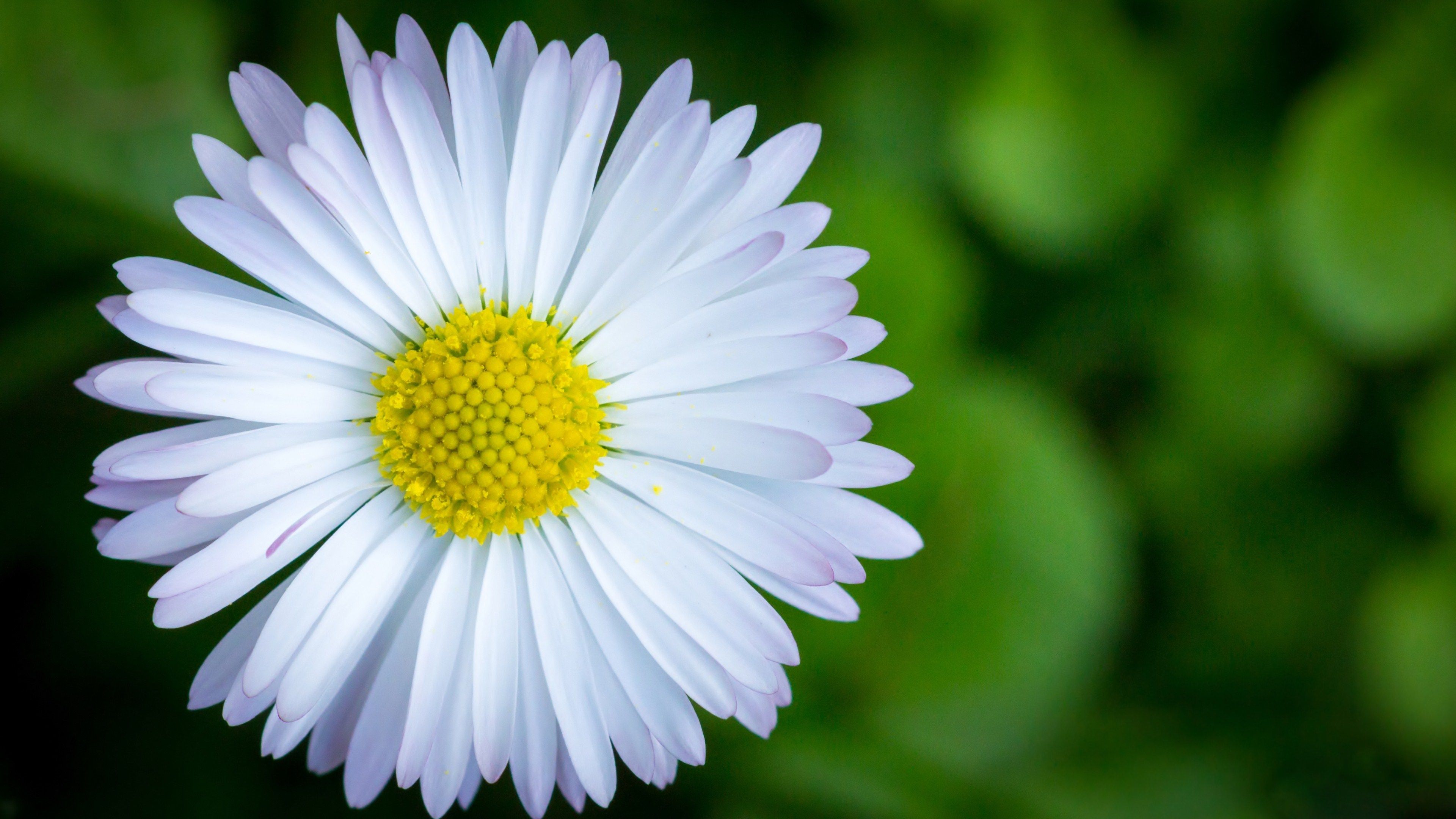 Flowers Wallpaper