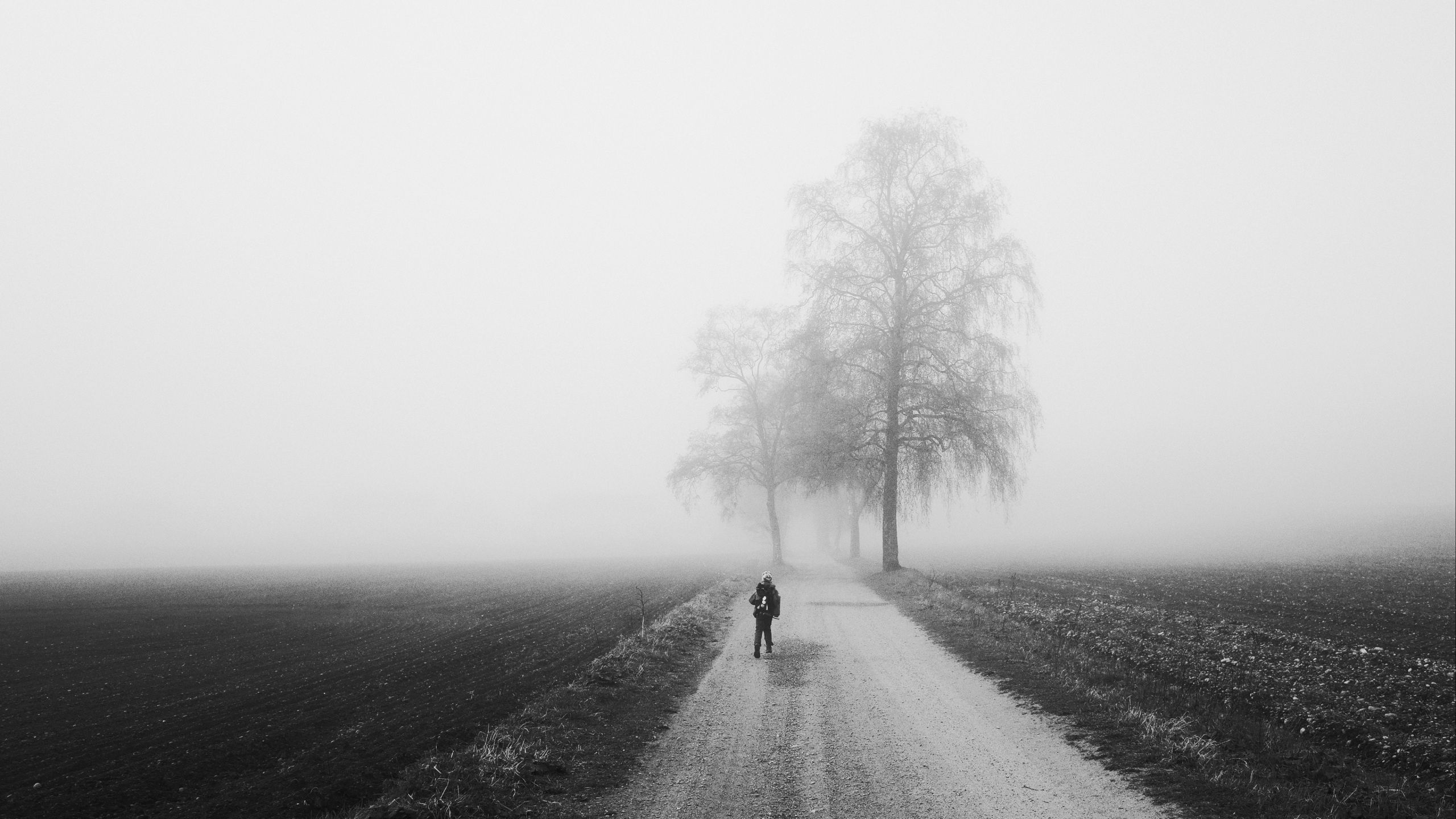 Wallpaper 4k fog, alone, bw, silhouette, road, trees 4k Alone, bw, fog
