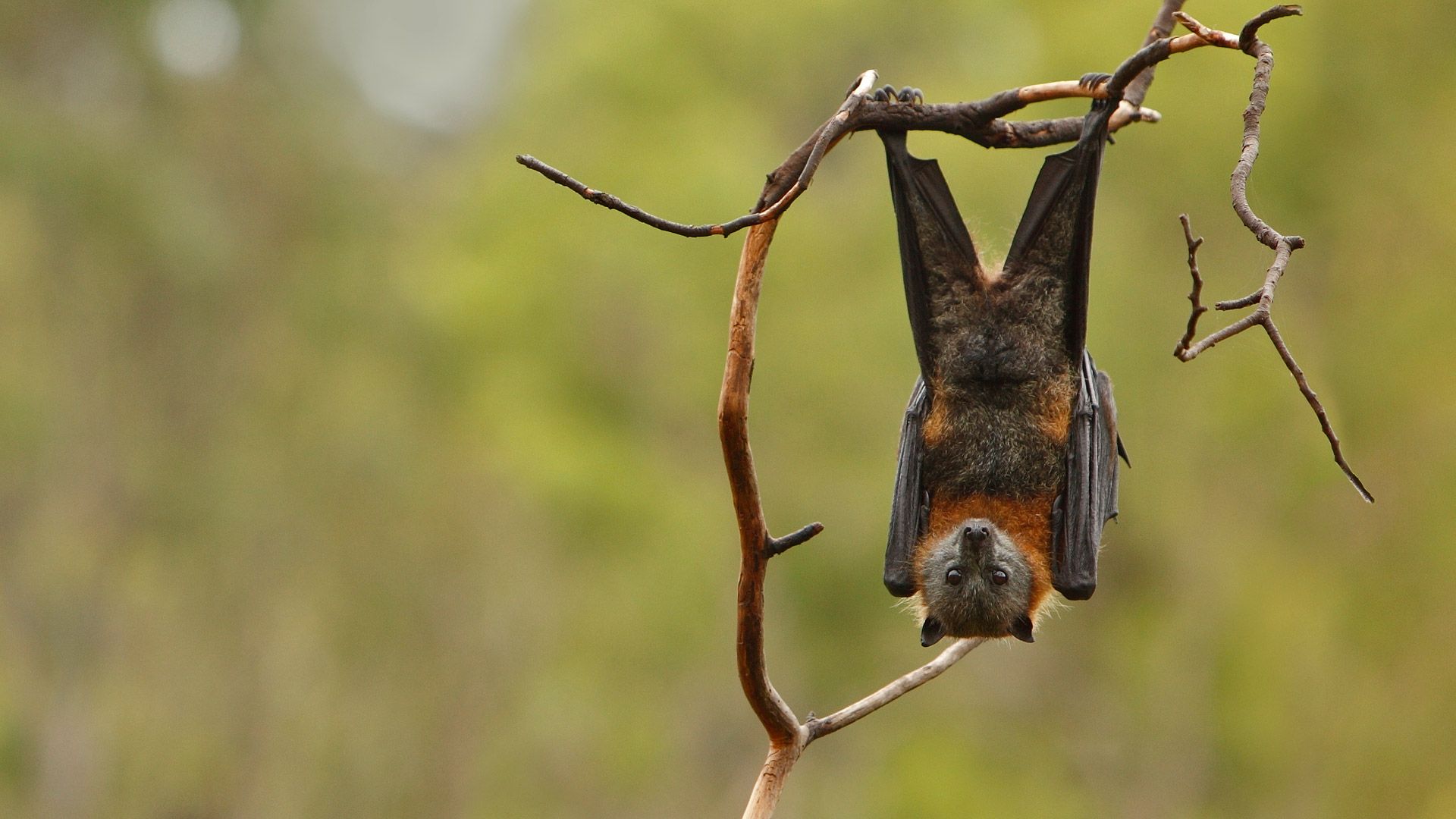 Grey Headed Flying Fox