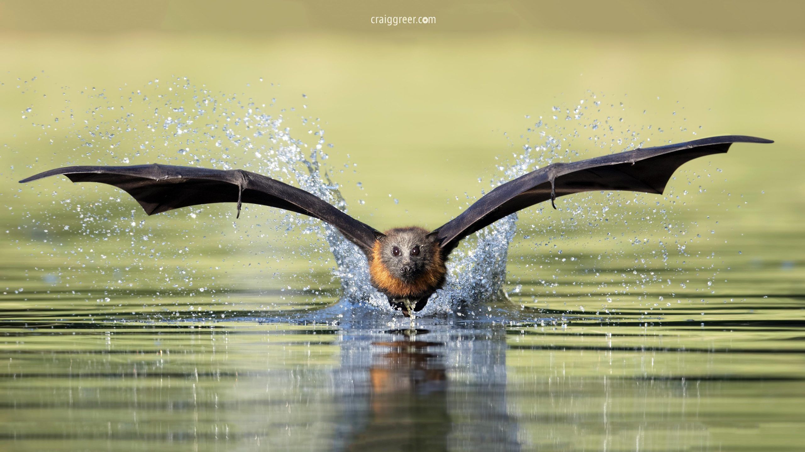 Flying Foxes Wallpapers - Wallpaper Cave