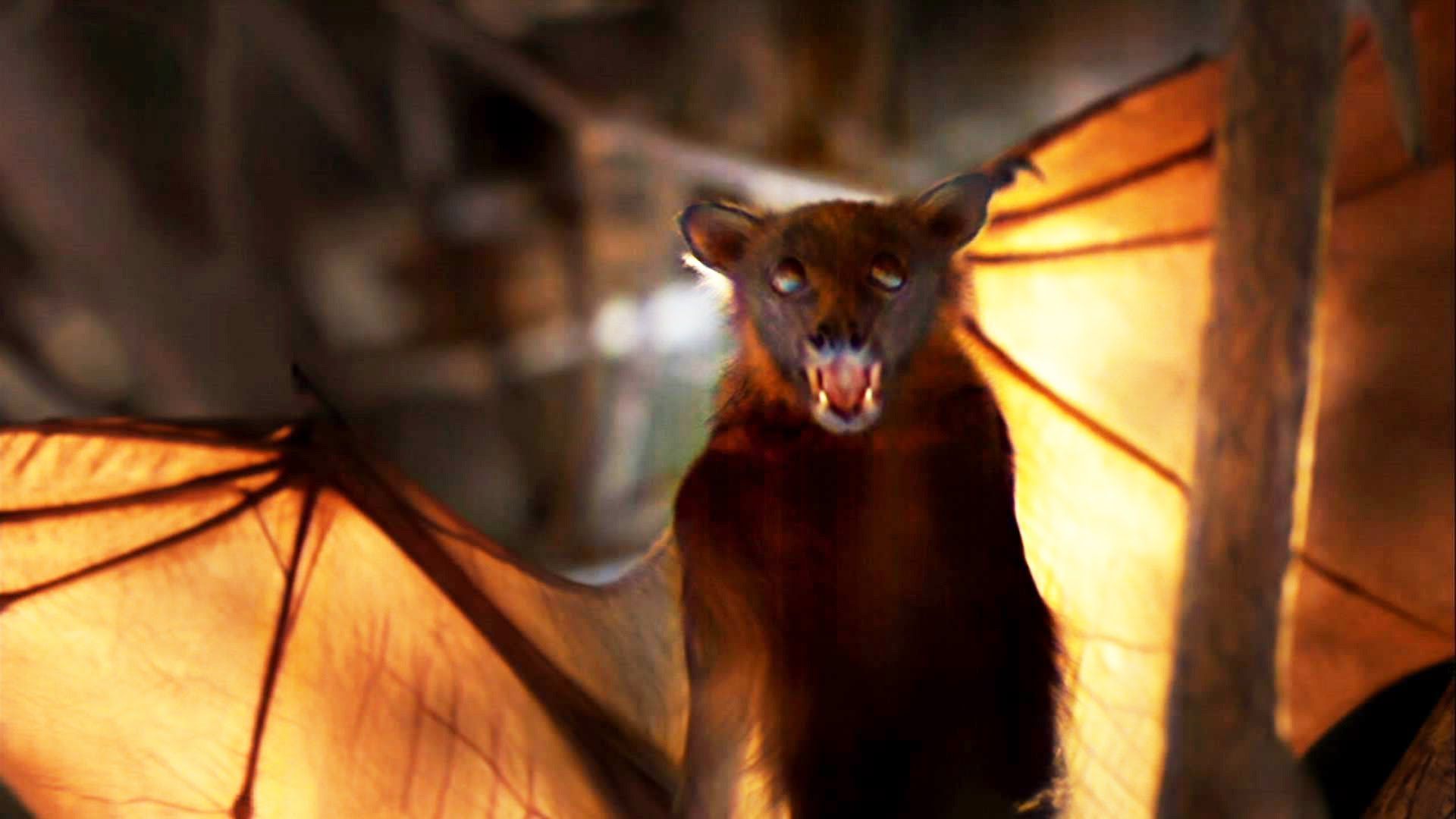 Meet the little red flying fox, a bat with a wingspan of up to three feet. Its wings take a lot of work to maintain
