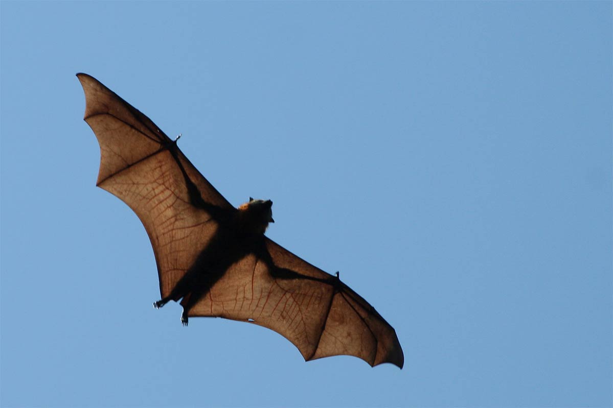 Flying Fox Wallpaper and background