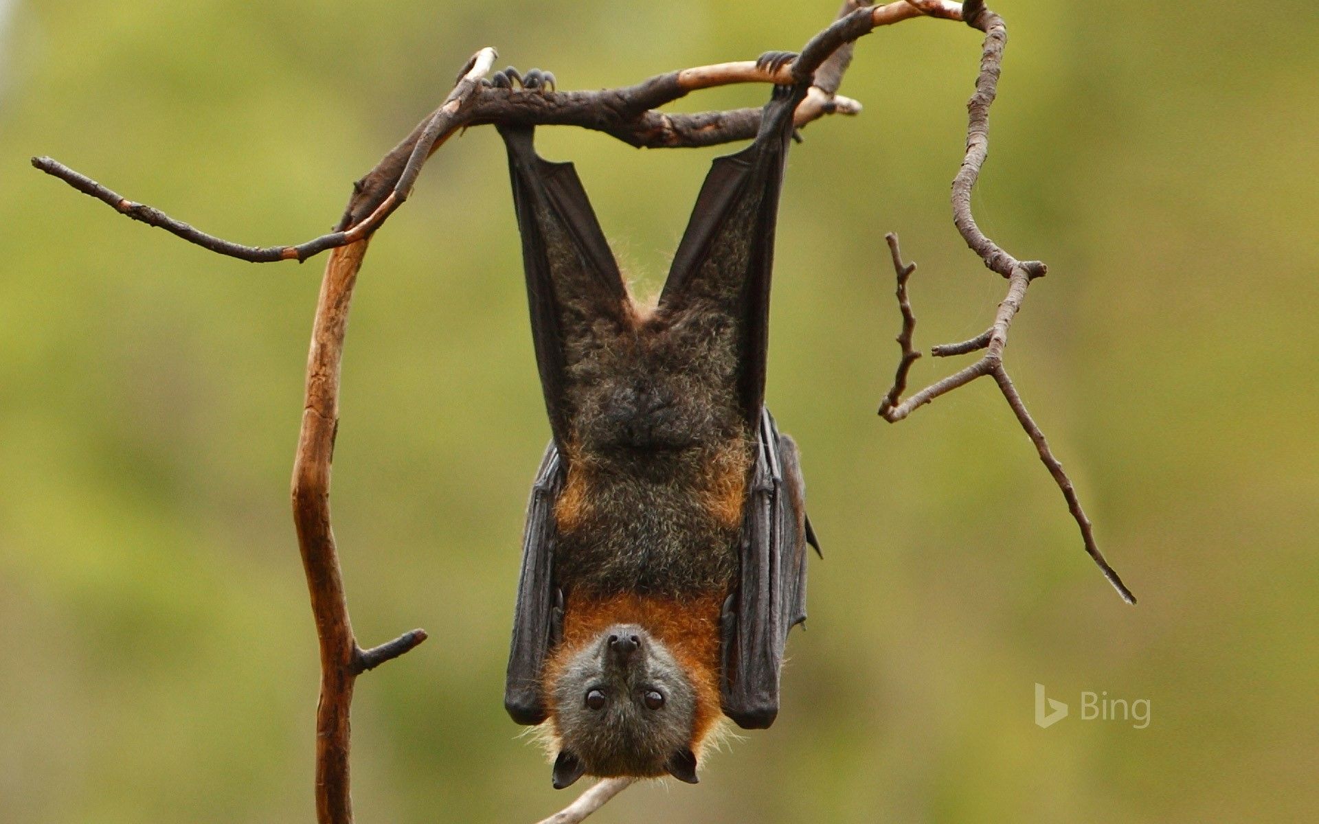 Grey Headed Flying Fox