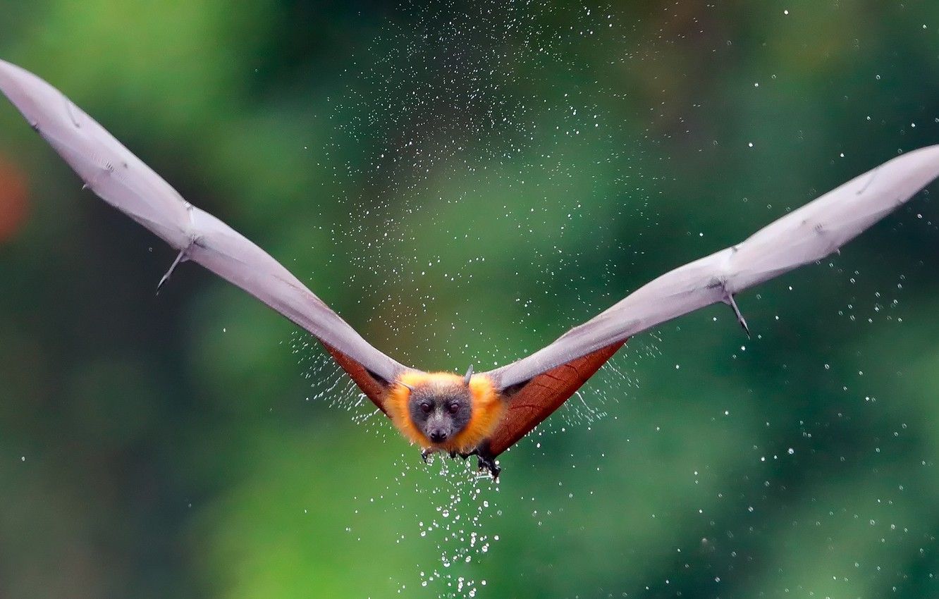 Wallpaper water, drops, squirt, wings, Fox, flying Fox image for desktop, section животные