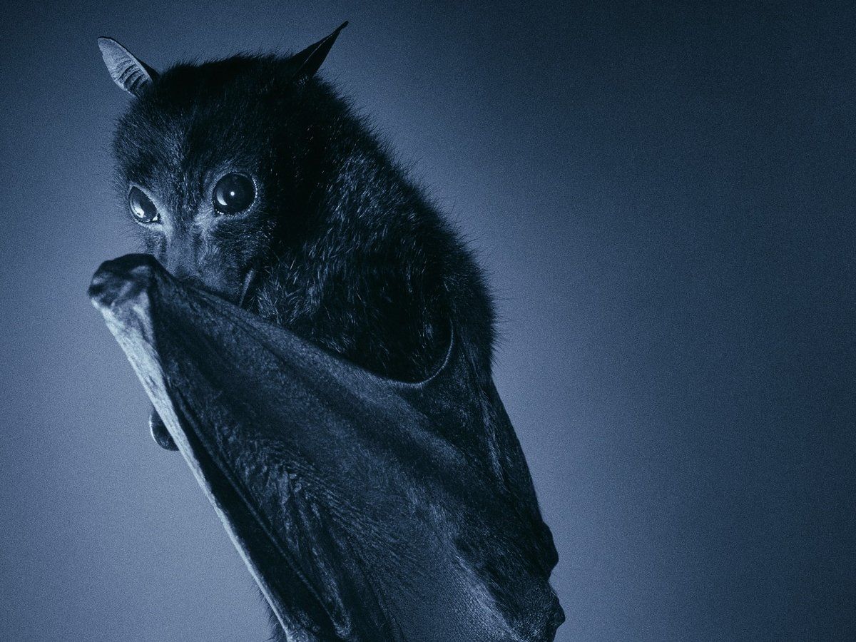 Free download flying fox baby bat cute bat [1200x900] for your Desktop, Mobile & Tablet. Explore Bats Wallpaper. Bat and Poppy Wallpaper, Baseball Bat Wallpaper, Bat Computer Wallpaper