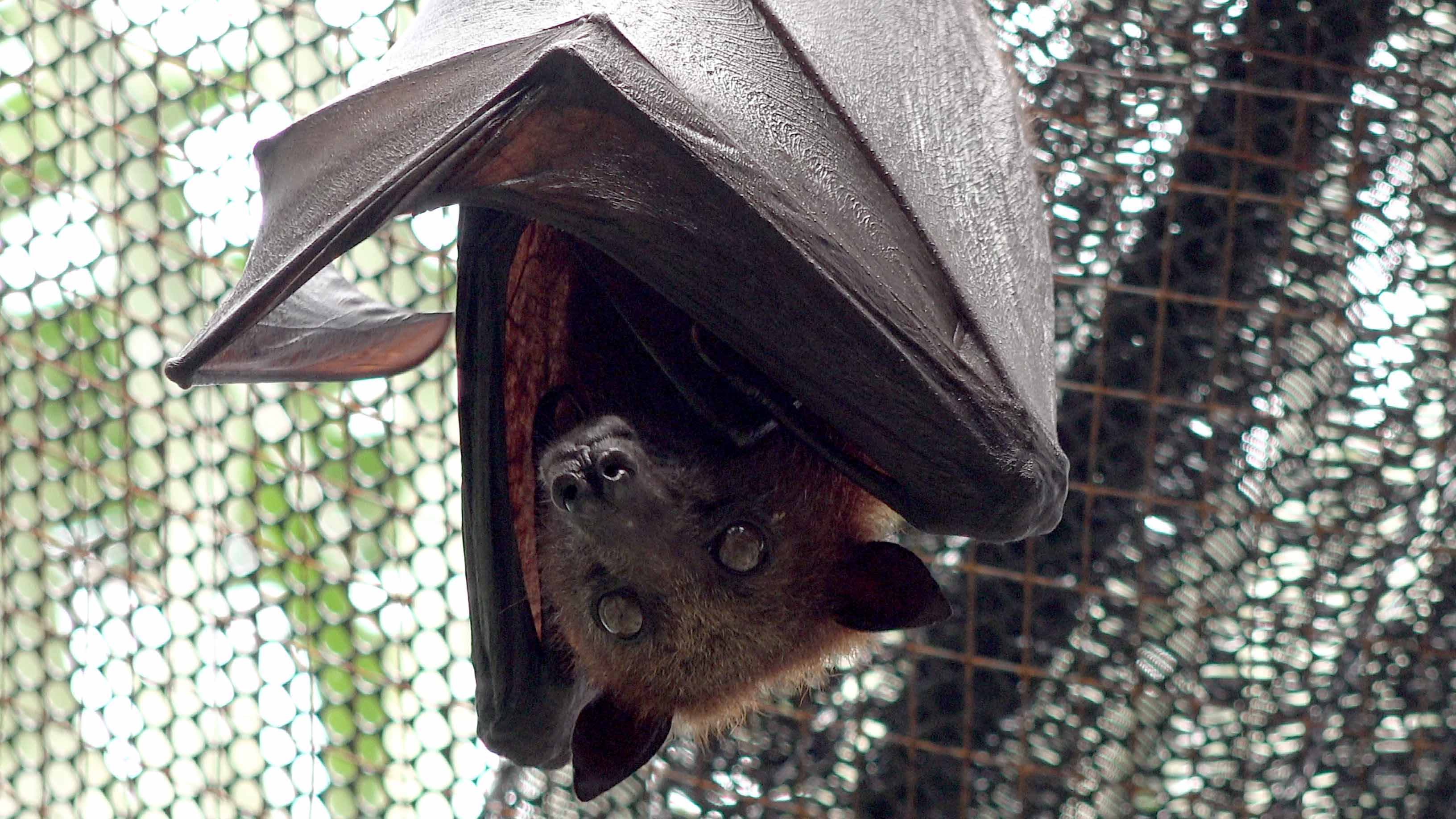 Flying foxes' bad press overshadows value to ecosystem