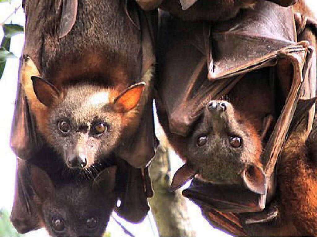Our battles to move bats 'a waste of time'. Sunshine Coast Daily