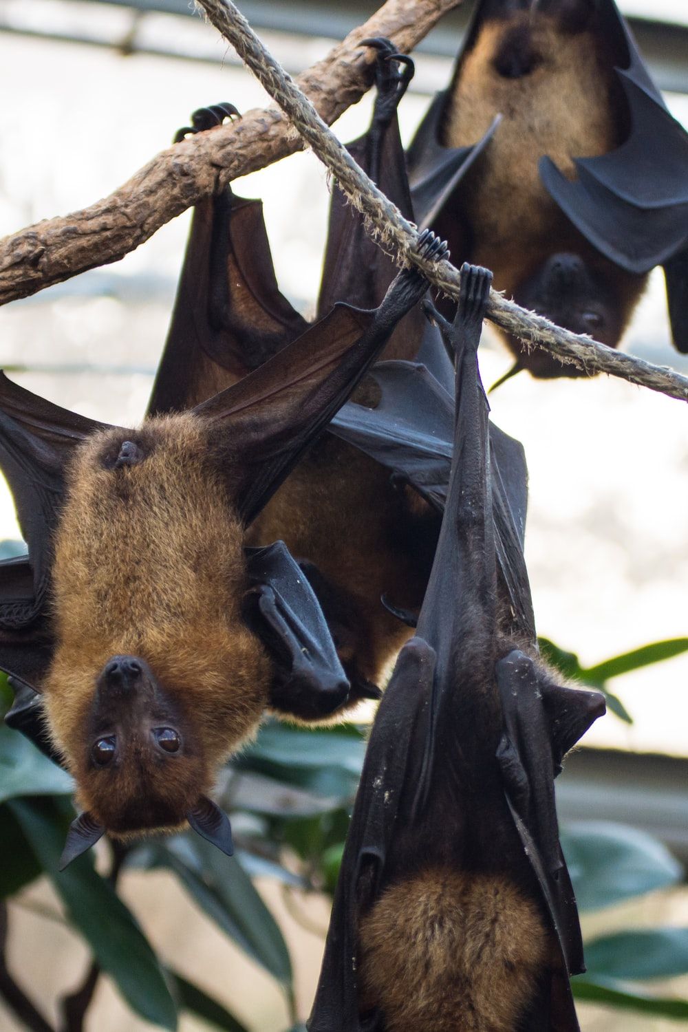 Flying Fox Picture. Download Free Image