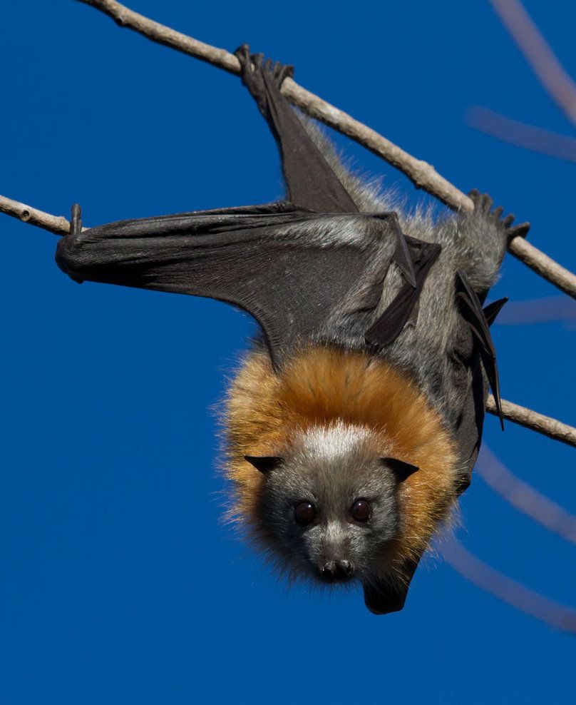 Flying Foxes Wallpapers Wallpaper Cave