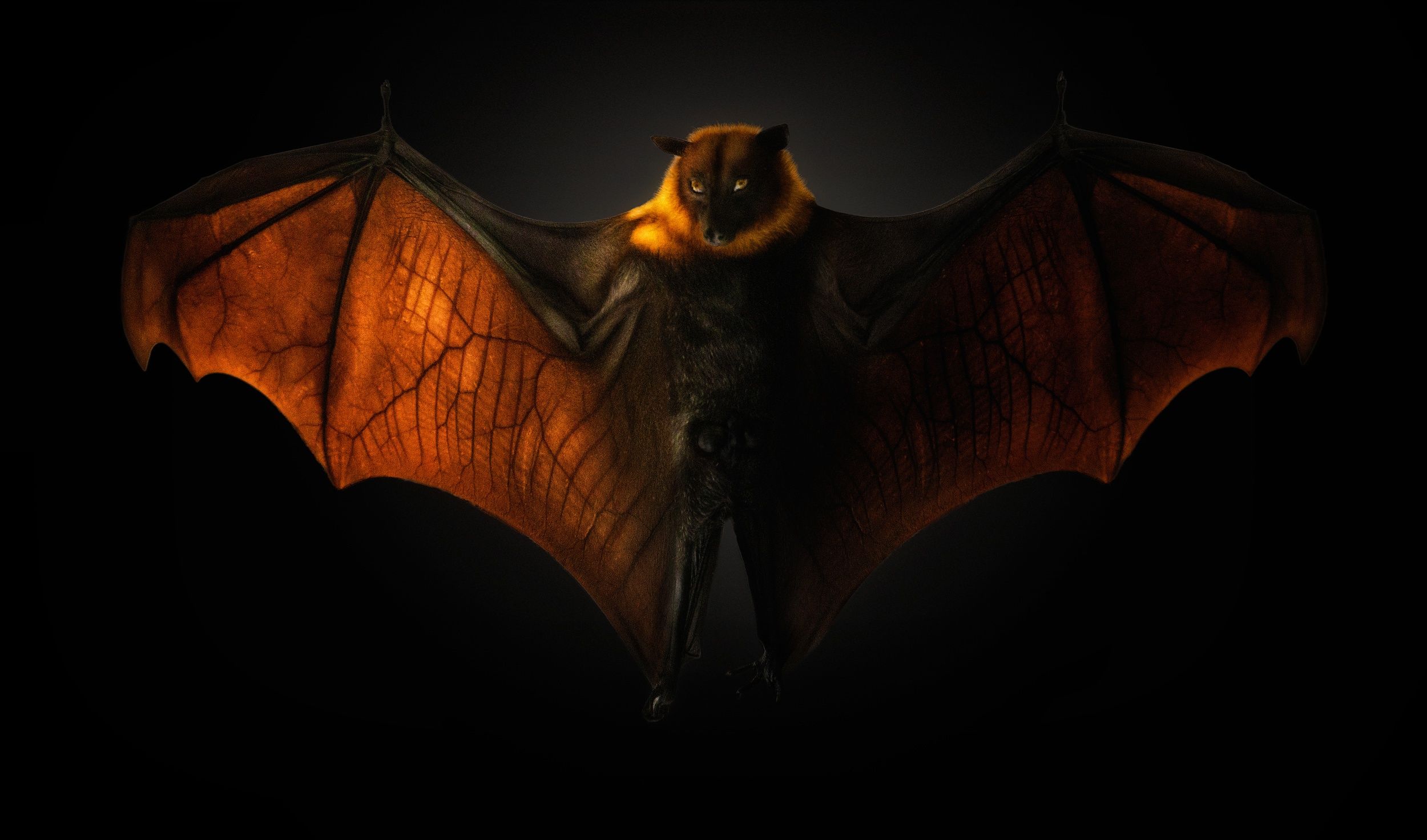 Picture Bats Wings Pteropus Flying fox animal 2500x1472
