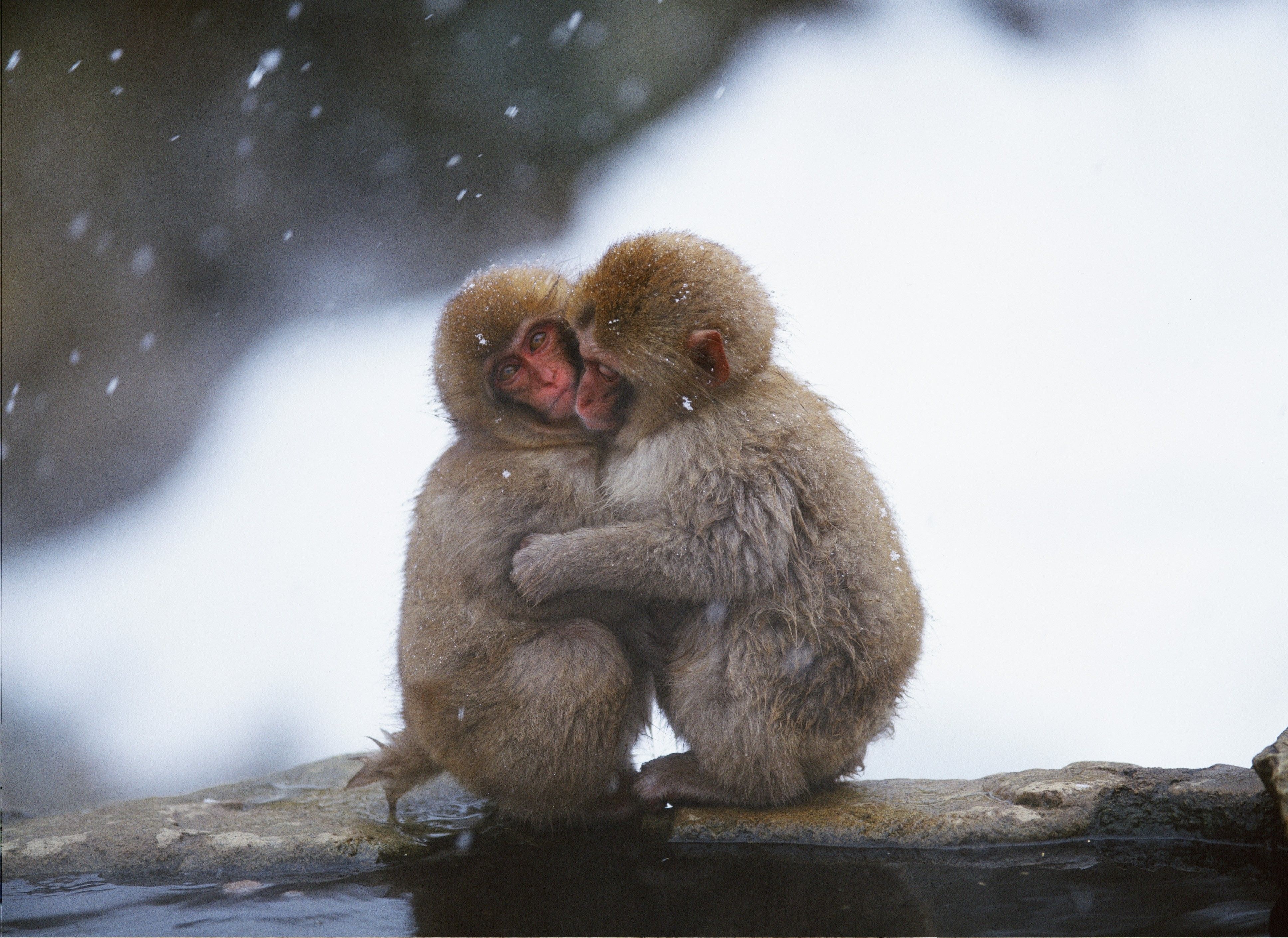 Monkeys, Couple, Embrace, Snow, Caring wallpaper
