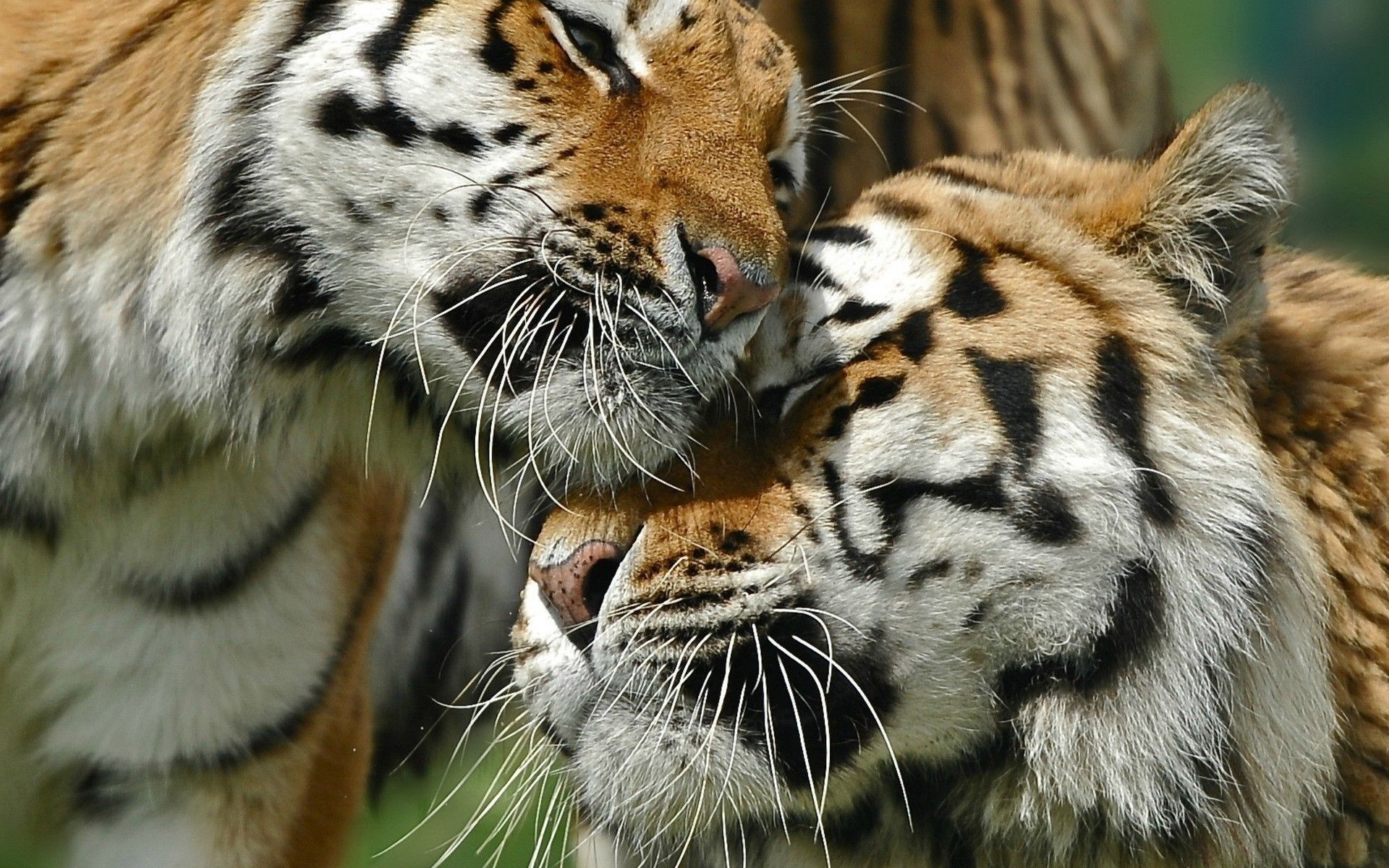 Tigers, Couple, Love, Caring, Big cat wallpaper