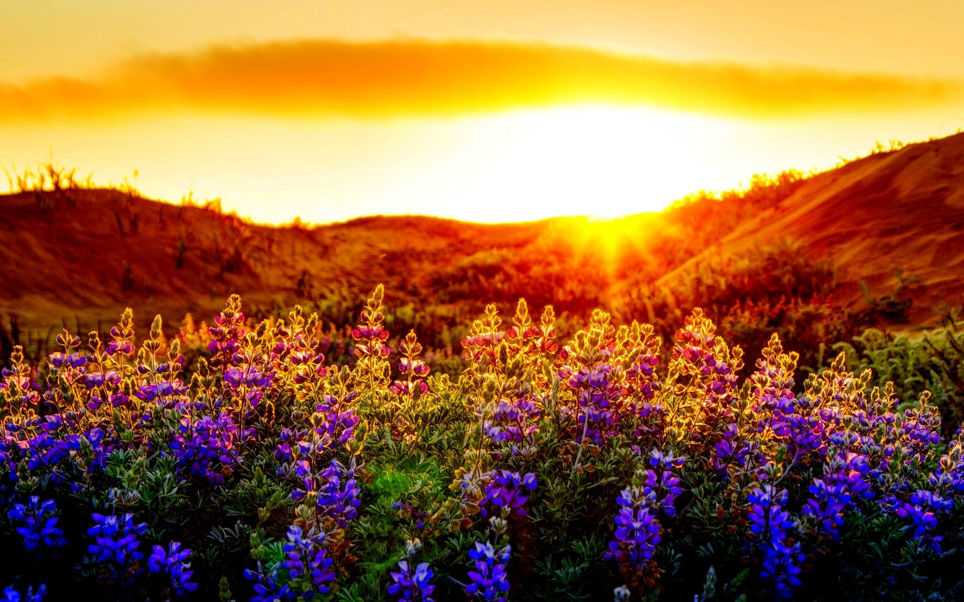 Sunset Wallpaper With Flowers