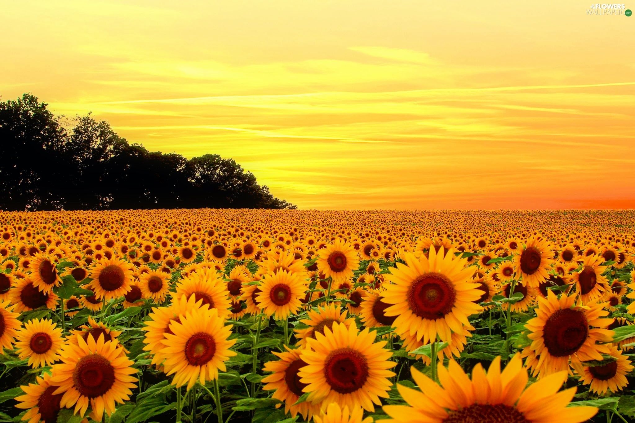 Nice sunflowers, Great Sunsets, summer, Flowers wallpaper: 2048x1365