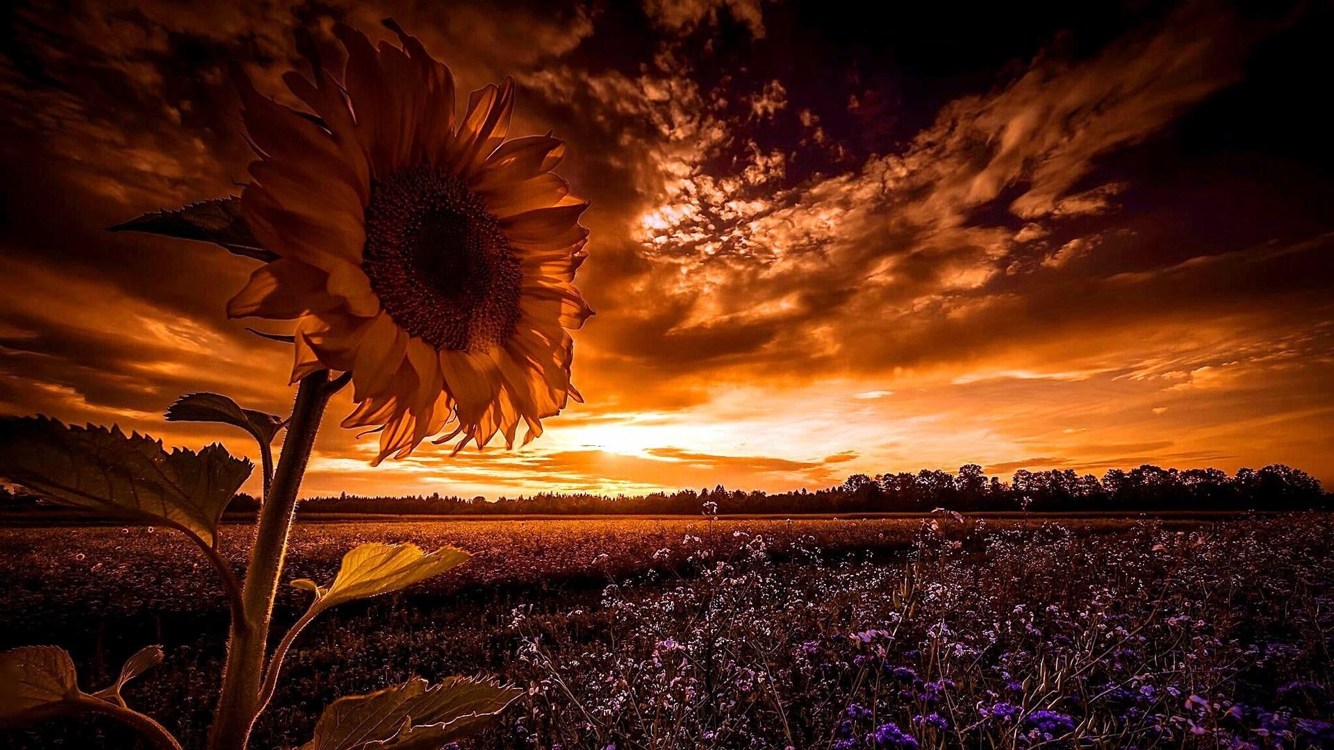 sunflower #sunset #field #landscape #summer flower field #dusk P # wallpaper #hdwallpaper #desktop. Summer landscape, Sunflower sunset, Flower field